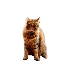 A Fluffy Tabby Cat Sits Attentively On An Urban Street, Showcasing Its Majestic Fur. 17628 - Cat PNG image with transparent background